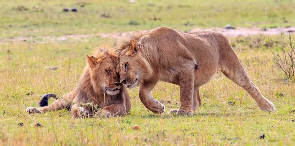 Male lions on a Masai Mara budget safari