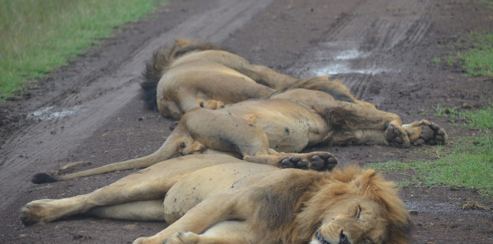 Lions on the road in the Mara Triangle