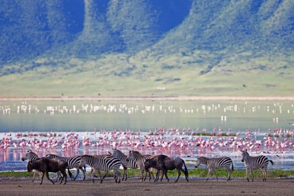 Wildlife in Ngorongoro Crater