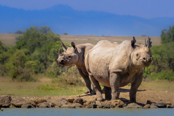 Black rhinos in Olpejeta