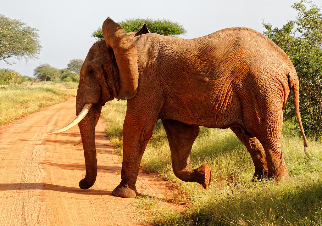 red-elephants-of tsavo