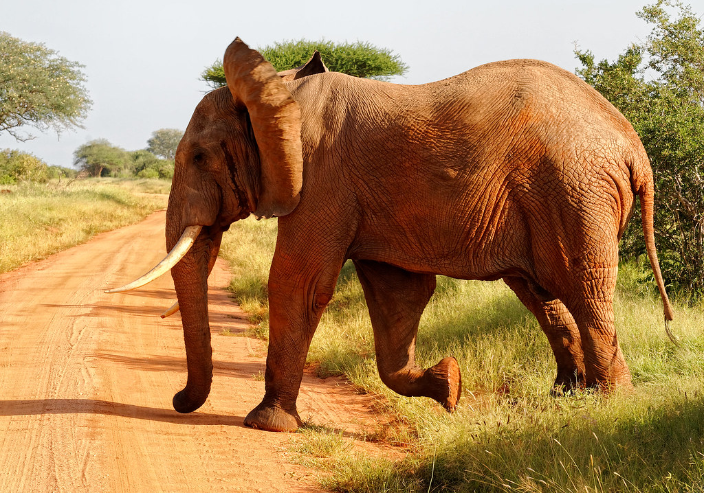 Explorer Kenya Safaris | Kenya Safari Holidays