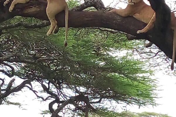 Tree climbing lions of lake manyara
