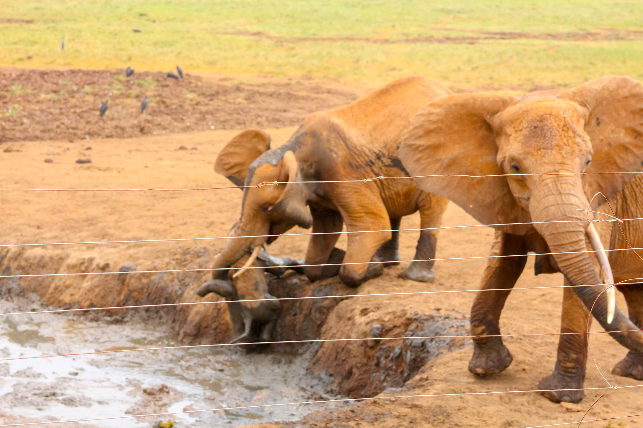 tsavo elephants at waterhole near ashnil aruba lodge