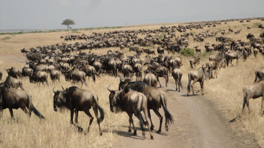 Wildebeest Migration In Masai Mara