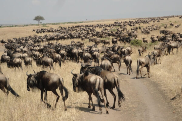 Wildebeest Migration In Masai Mara