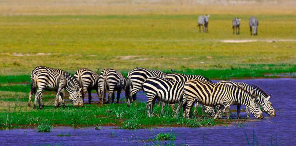 Zebras in Amboseli swamp