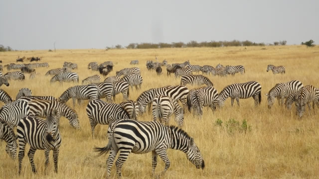 zebras_masai_mara