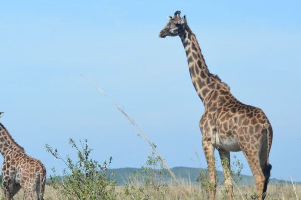 Giraffes in masai mara kenya safari