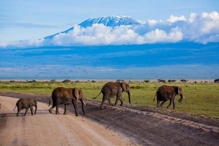 Amboseli elephants
