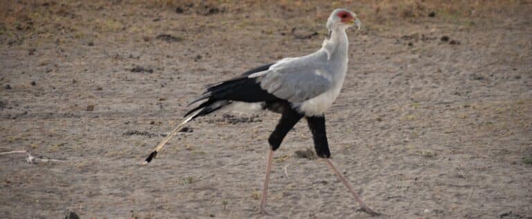 Secretary bird roaming in search of rodents or snakes