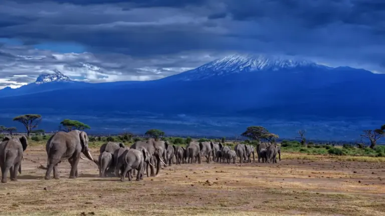 An evening view of an elephant family on an Amboseli safari