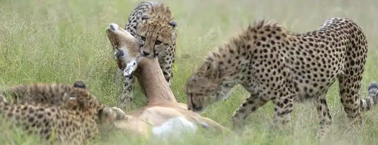 Cheetah family hunting