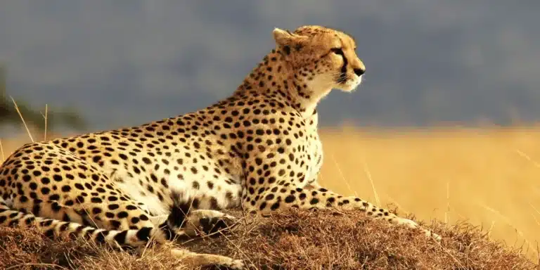 Cheetah on earth mound Masai mara
