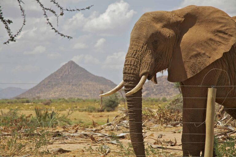 An elephant next to Ashnil Aruba Lodge fence in Tsavo East National Park