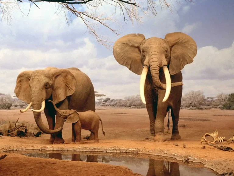 Elephants at waterhole Satao Camp in Tsavo East
