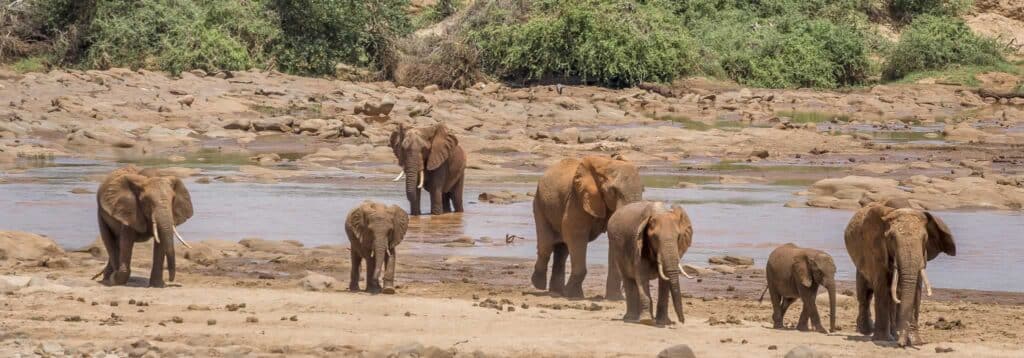 Elephants by the Galana River in Tsavo East