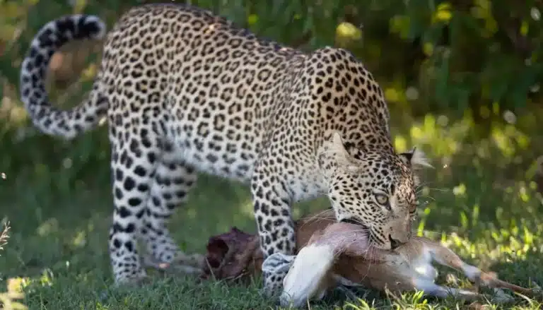 Leopard choking kill in Masai Mara