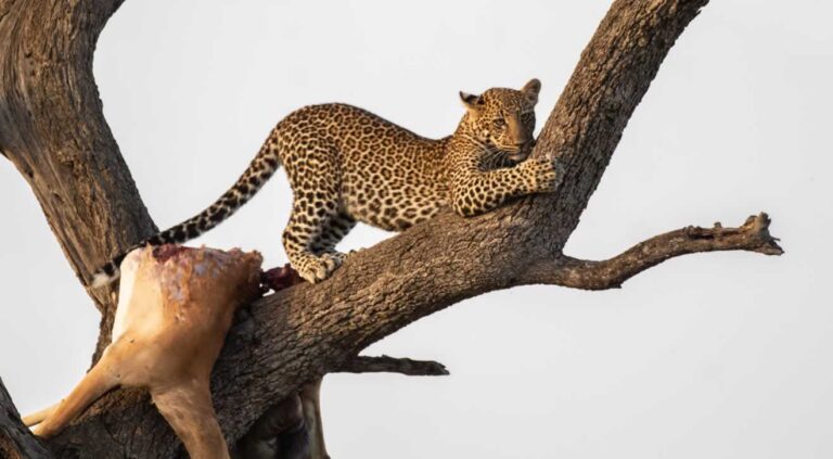 Leopard feeding in the Masai Mara