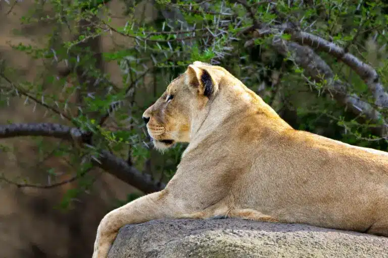 Lion on rock in Lumo Community Wildlife Conservancy