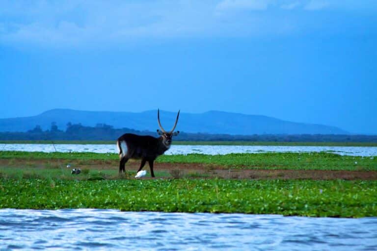 Water buck wading on Lake Naivasha