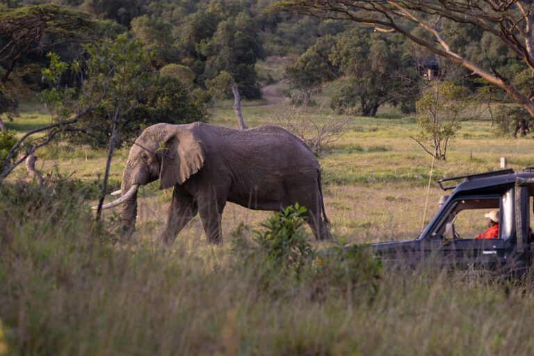 An Elephant on a game drive in Mara North Conservancy at Kicheche Camp.