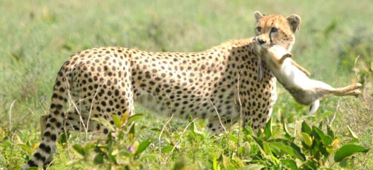 A cheetah with prey in Tsavo West National Park