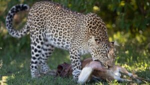 Leopard chocking kill in Masai Mara