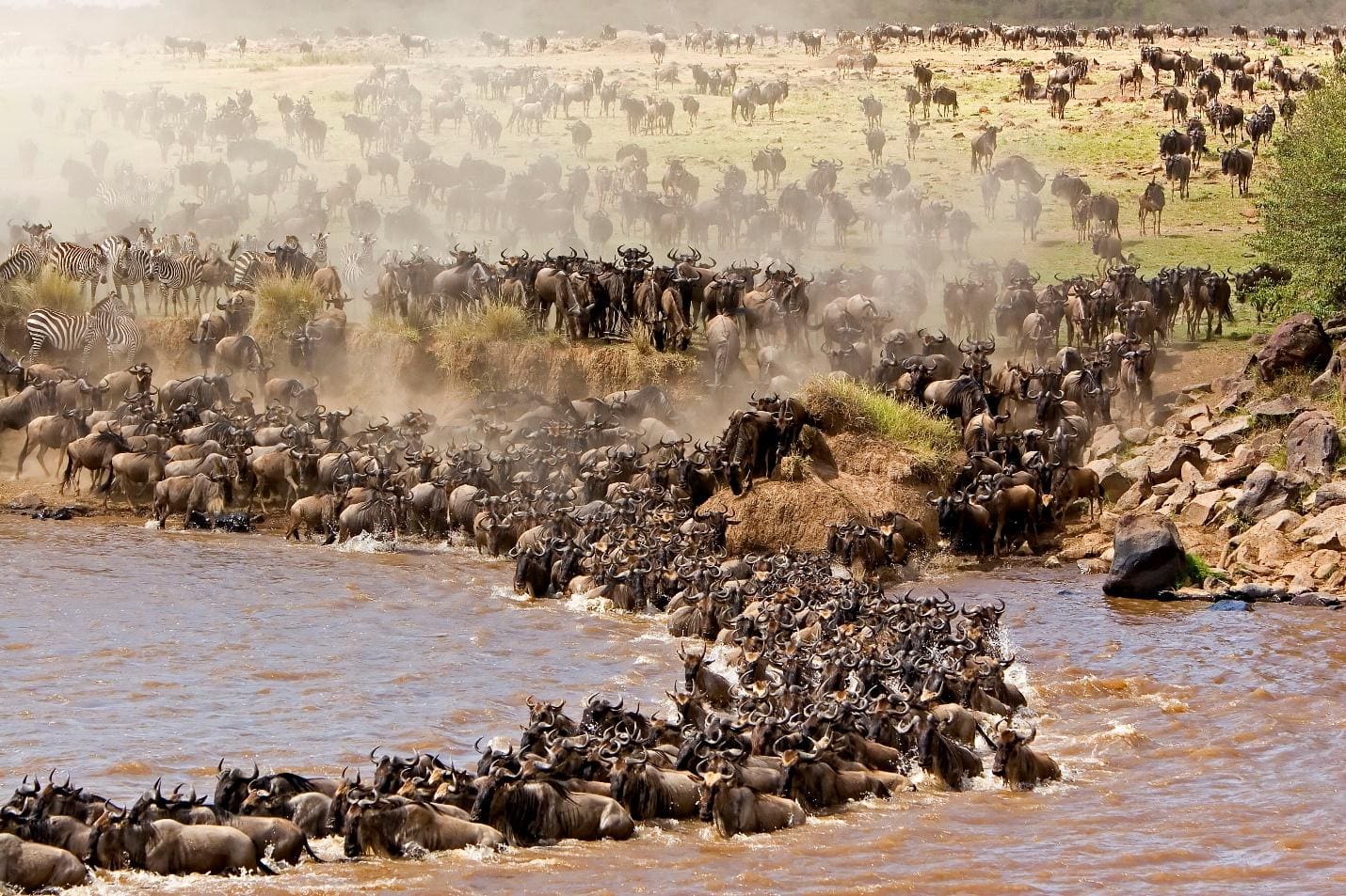 Thousands of wildebeest crossing the Mara River during the great migration