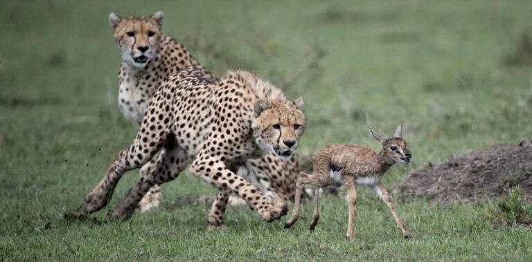 Cheetahs hunting Thompson gazelle in Masai Mara