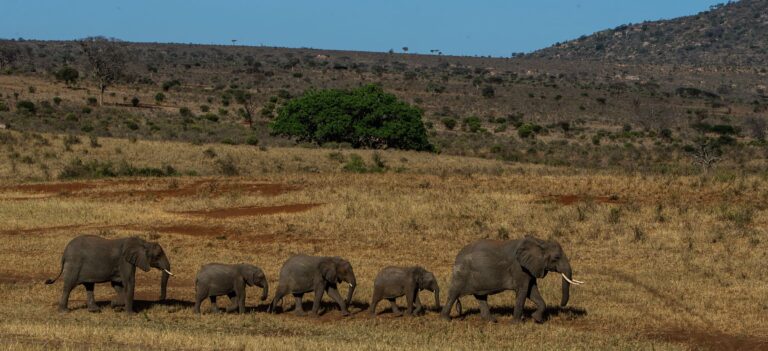 Elephant family with calves in Masai Mara on a Kenya-Tanzania safari