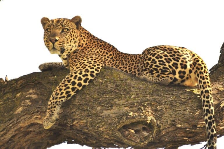 leopard resting on tree