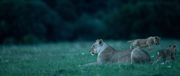 Lion cubs playing in the Masai Mara
