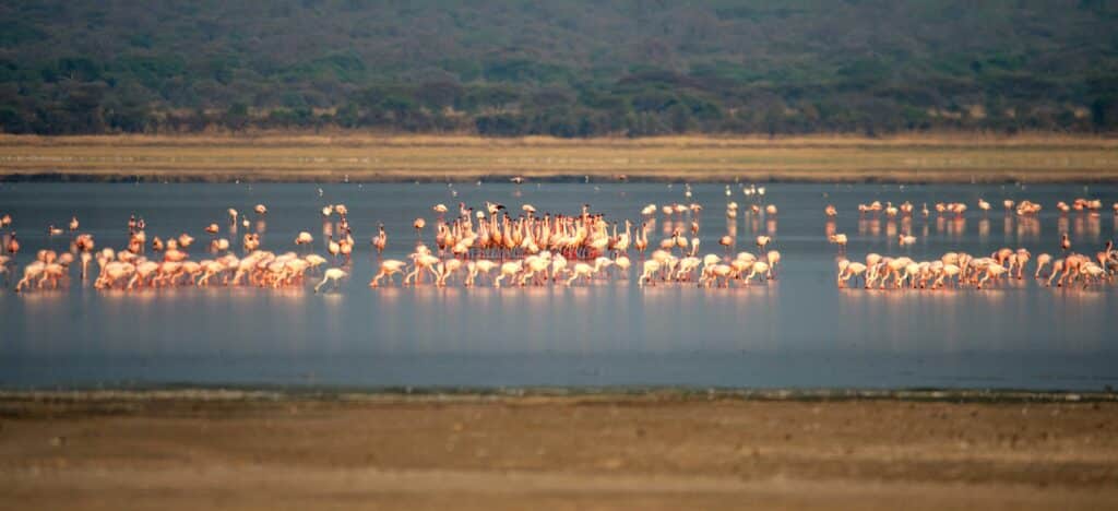 Flamingos in the Ngorongoro Crater