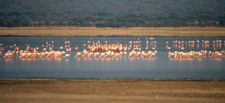 Flamingos in Ngorongoro crater