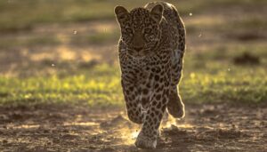 Solo leopard roaming in Serengeti on a 9 day Kenya and Tanzania combined safari