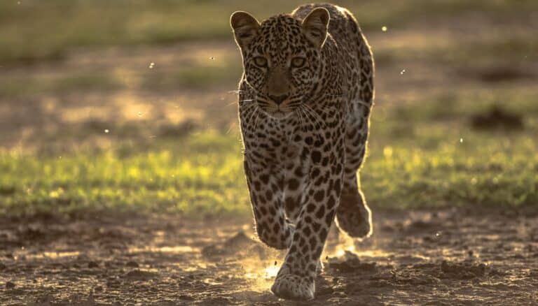 Solo leopard roaming in Serengeti on a 9 day Kenya and Tanzania combined safari