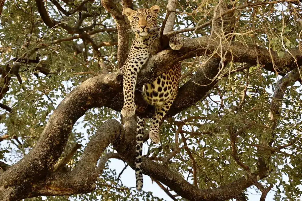 Leopard resting in a tree in Tarangire