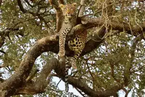 A leopard on a tree on a Tarangire game drive