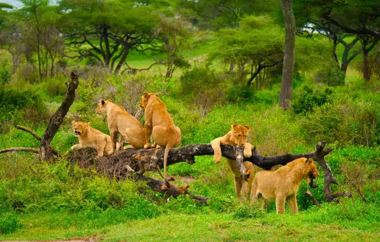 A lion pride resting in a tree in the Serengeti