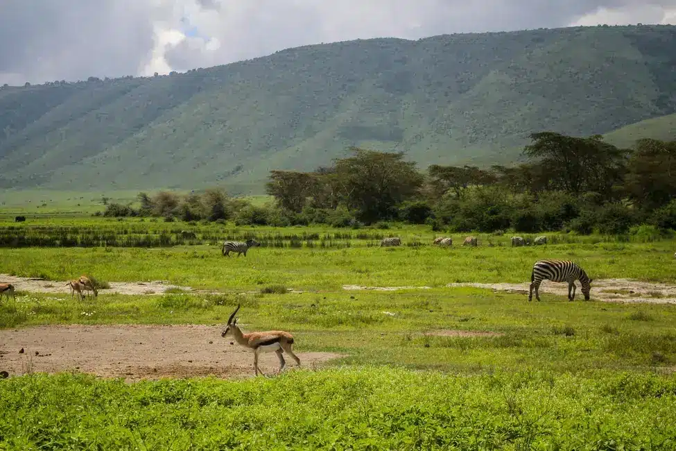 Wildlife at the bottom of the Ngorongoro Crater