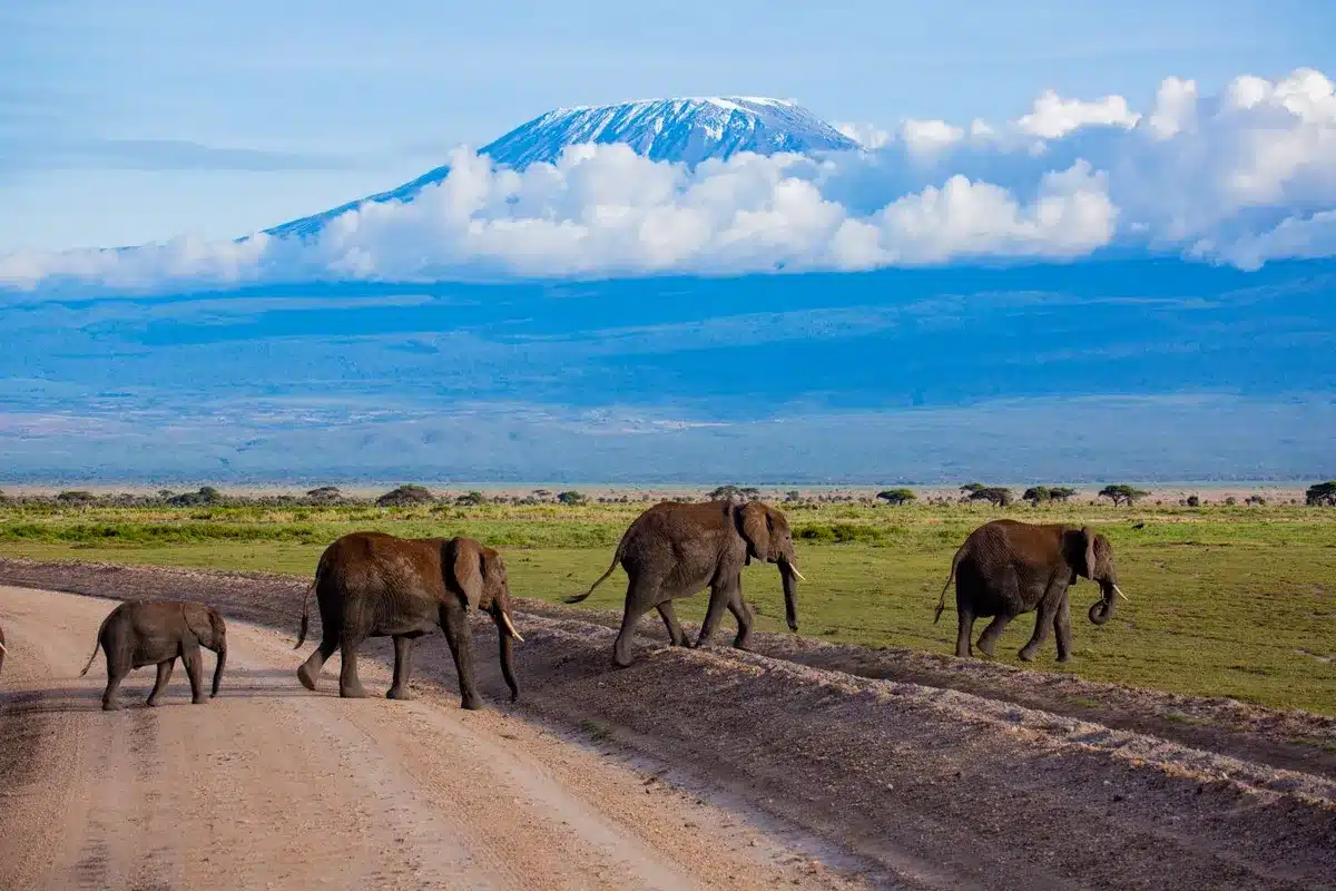 Elephants walking along a track below Mount Kilimanjaro in Amboseli National Park