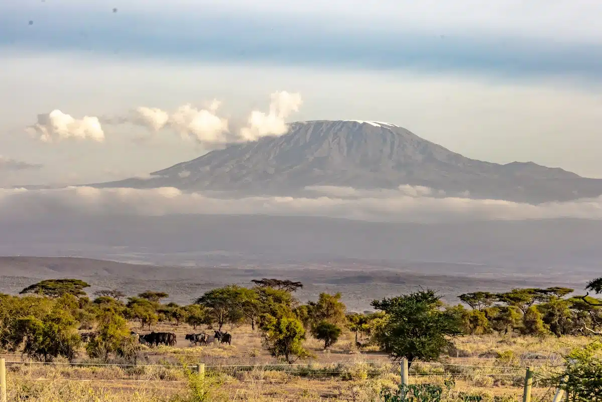 Mount Kilimanjaro rising above the acacia woodland of Amboseli