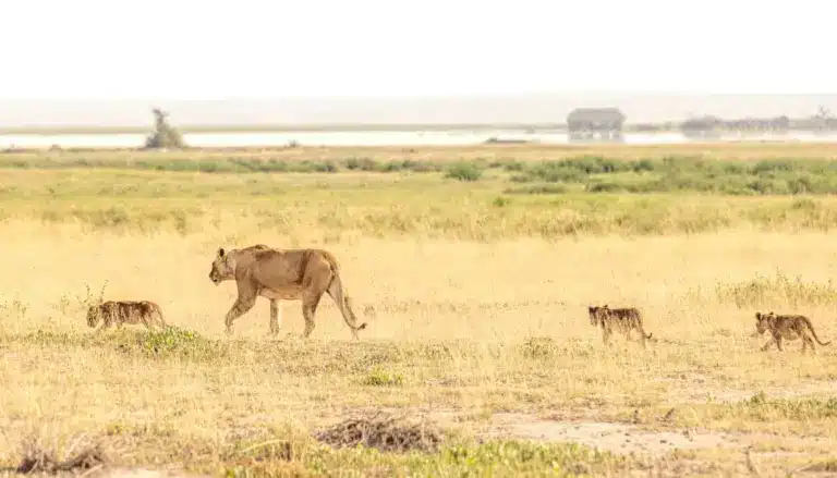 Lioness with cubs on the plains of Amboseli National Park