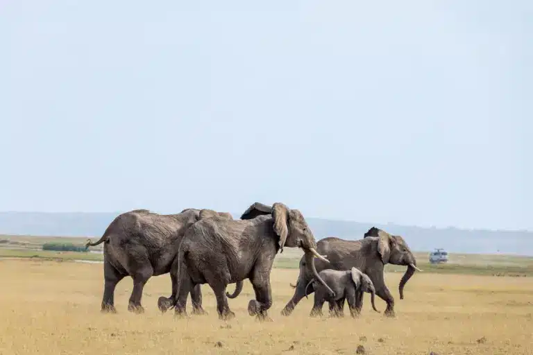 Elephant family with a young calf crossing the Amboseli plains