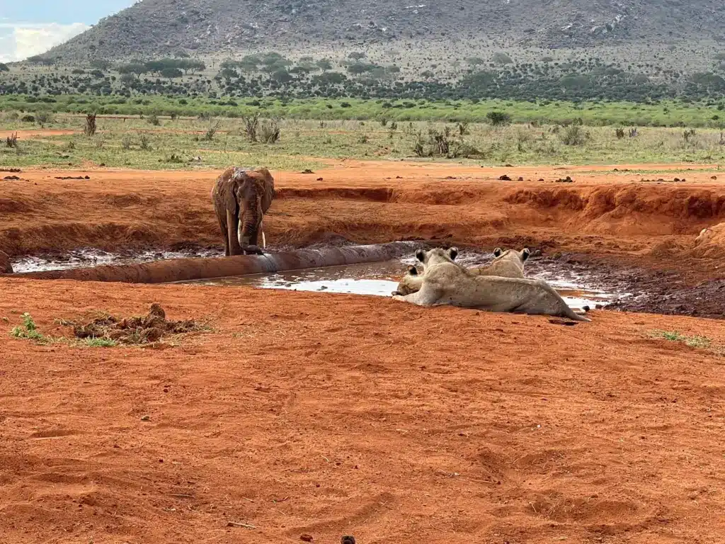 Lions of Tsavo