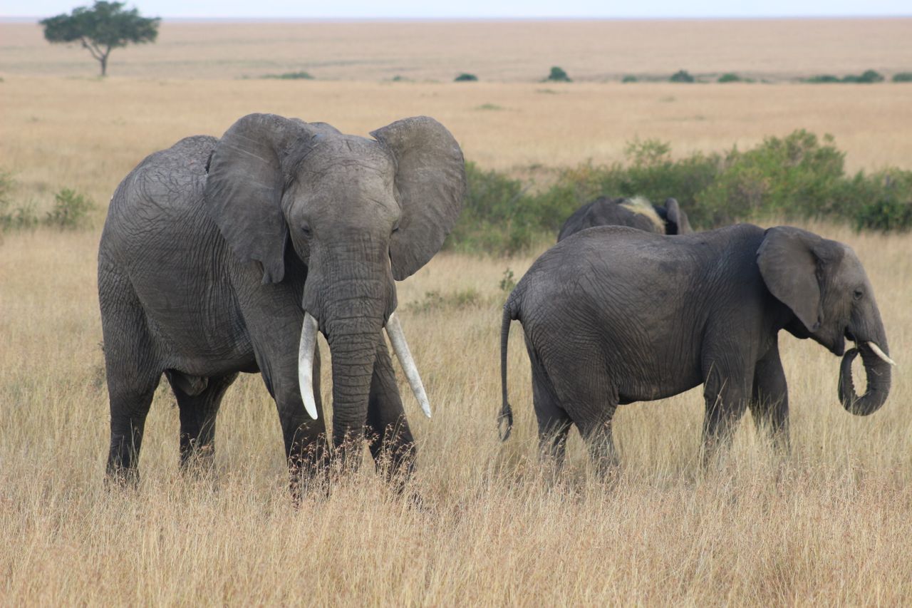 Two elephants grazing in the tall grass of the Masai Mara