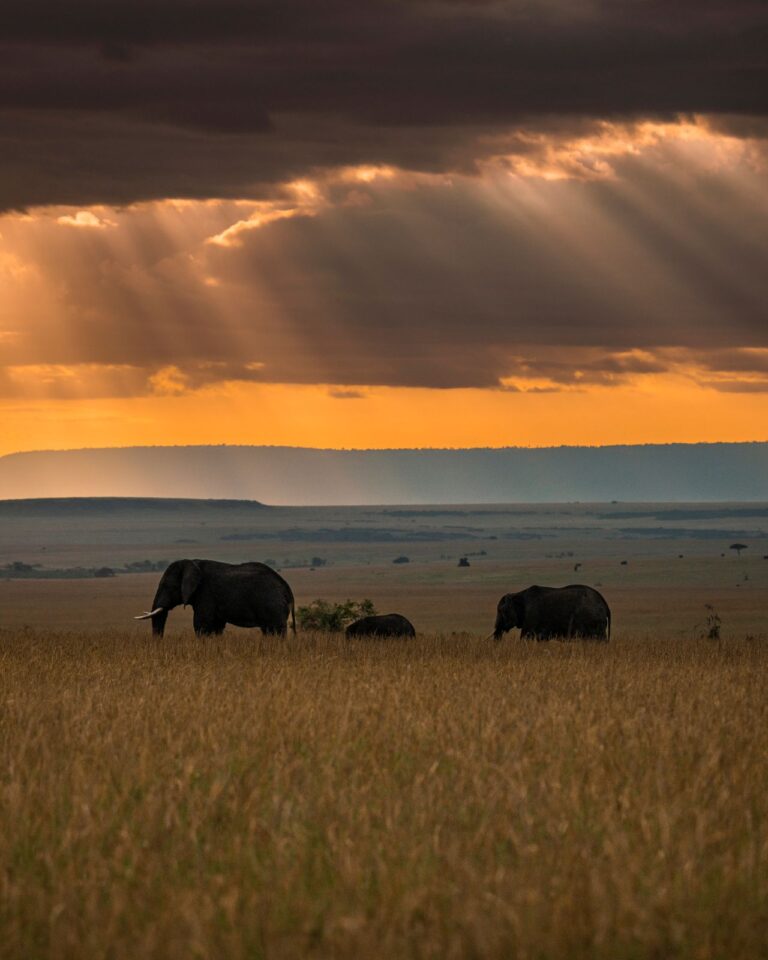 Elephants under a stormy sunset sky on an afternoon game drive