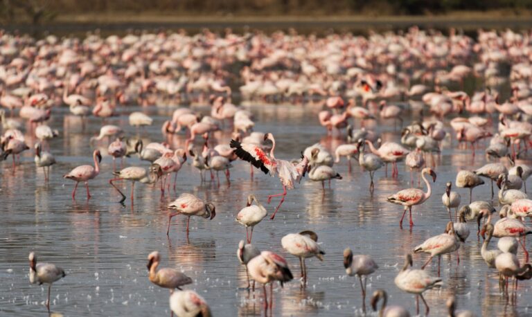 Lesser flamingos in the Amboseli wetlands