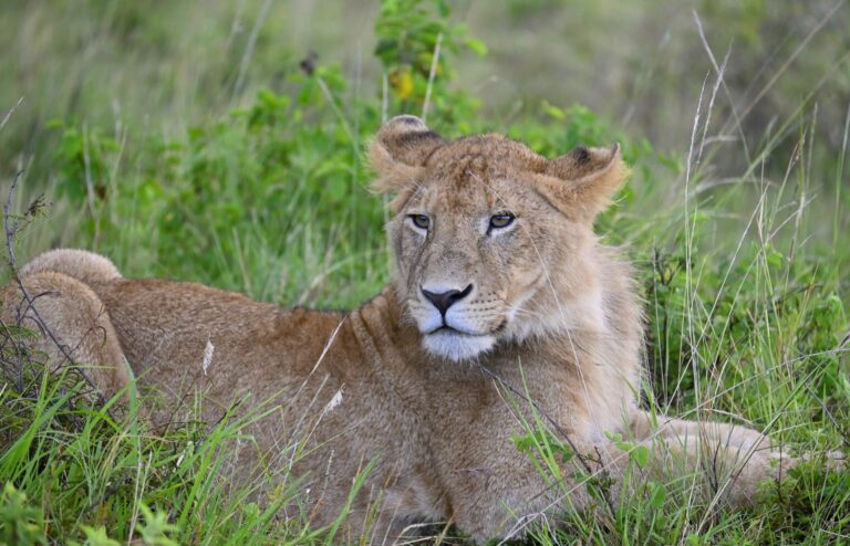 A young lioness resting in the green grass of the Masai Mara